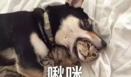 主播二哈被爆料视频大全