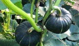 家暴吃瓜网红叫什么,网红“吃瓜群众”身份引关注